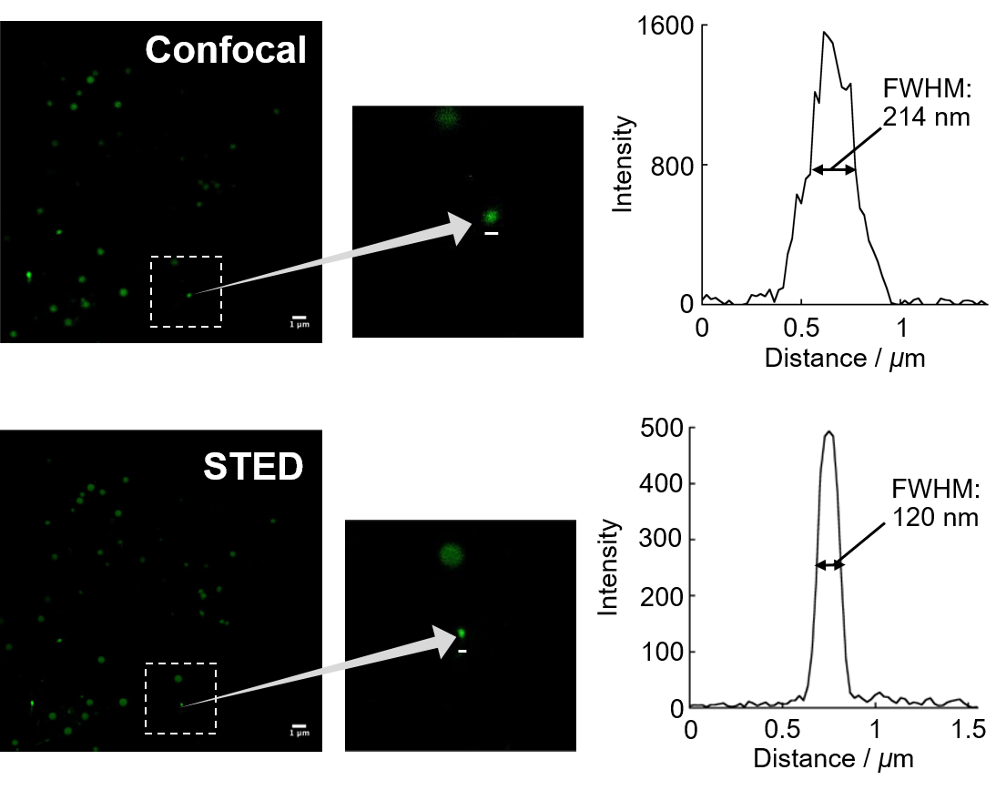 FNA-80682-data STED microscopy-6.png